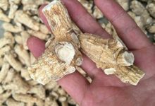 宝宝六个月,我处于哺乳期,请问可以吃玉灵膏吗?-古方玉灵膏-贡轩园天然守真。